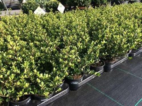 ilex of japanse hulst buxus vervanger (ilex crenata dark gre, Tuin en Terras, Planten | Struiken en Hagen, Haag, Buxus, Minder dan 100 cm