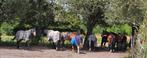 Stalling met weidegang 1 plek, Weidegang