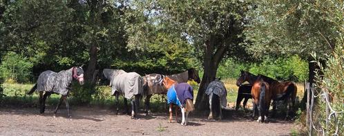 Stalling met weidegang 2 plekken, Dieren en Toebehoren, Stalling en Weidegang, Stalling, Weidegang