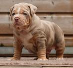 American Bully XL Dekreu  *Pups, Rabiës (hondsdolheid), Reu, Meerdere, 3 tot 5 jaar