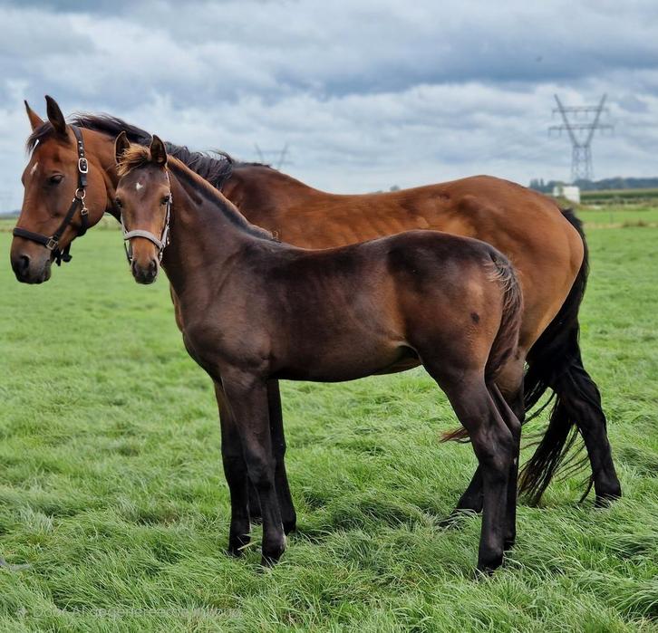 Veelbelovend KWPN-veulen Vince (geboren 10 mei 2025), Dieren en Toebehoren, Paarden, Hengst, Niet van toepassing, 170 tot 175 cm