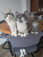 Maine coon, Dieren en Toebehoren, Katten en Kittens | Raskatten | Langhaar, Meerdere dieren, Ontwormd, 0 tot 2 jaar