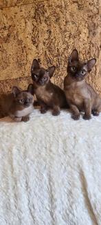 Burmees kittens, Meerdere dieren, Met stamboom, 0 tot 2 jaar