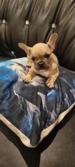 Prachtige raszuivere franse bulldog pups!!, 8 tot 15 weken, Bulldog, Meerdere dieren, Eén hond