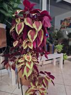 Siernetel plant, Ophalen of Verzenden, Bloeit niet, Overige soorten, Volle zon