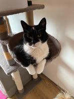 Zoekt een liefdevol huisje, Dieren en Toebehoren, Kater, 6 jaar of ouder