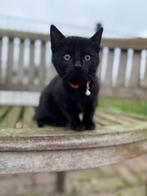 Kittens, Dieren en Toebehoren, Meerdere dieren, Kortharig, 0 tot 2 jaar