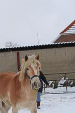 Haflinger merrie 2 jaar, Ophalen