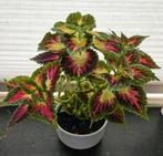 Kamerplant kleurrijke Siernetel / Coleus - hoogte 32 cm, Huis en Inrichting, Kamerplanten, Ophalen, Overige soorten, Halfschaduw