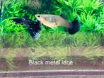Black metal lace guppy, Vis