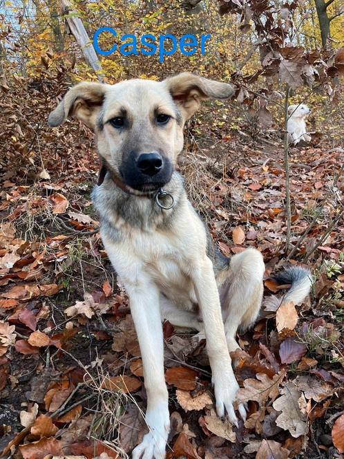 2 lieve herdermixjes zijn ter adoptie!, Dieren en Toebehoren, Honden | Niet-rashonden, Middel, Meerdere dieren, Handelaar, Meerdere