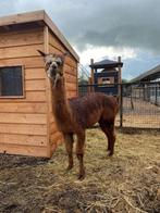 Bruine dekhengst te huur | Alpaca dekhengst, Dieren en Toebehoren, Overige Dieren, Mannelijk