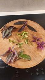 Tradescantia Stekjesbox - Diverse soorten!, Overige soorten, Vaste plant, Ophalen of Verzenden, Halfschaduw