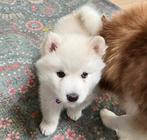 Pomsky puppy pup teefje wit, mini husky, husky - pomeriaan, Dieren en Toebehoren, Honden | Poolhonden, Keeshonden en Oertypen