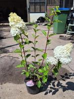 Hydrangea paniculata | Vanille fraise, Vaste plant, Halfschaduw, Zomer, Ophalen