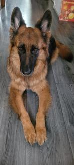 Lieve Duitse herder teefje (6 jaar), Dieren en Toebehoren, Honden | Herdershonden en Veedrijvers, 6 jaar of ouder, Particulier