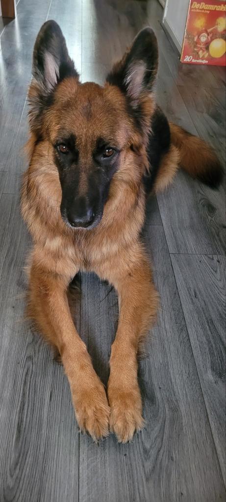 Lieve Duitse herder teefje (6 jaar), Dieren en Toebehoren, Honden | Herdershonden en Veedrijvers, Teef, Herder, Particulier, Eén hond