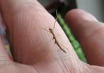 Wandelende takken of eitjes gratis, Dieren en Toebehoren, Insecten en Spinnen, Wandelende tak