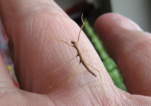 Wandelende takken (nimfen) gratis, Dieren en Toebehoren, Insecten en Spinnen, Wandelende tak