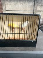 Yorkensire kanaries, Ophalen of Verzenden