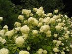 25 laagblijvende pluimhortensia € 125,00, Tuin en Terras, Planten | Struiken en Hagen, Ophalen of Verzenden, Hortensia, Haag, Minder dan 100 cm