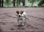 Opzoek! Jack russel