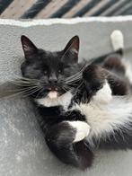 Wij zoeken 2 lieve kittens van maximaal 12 weekjes oud!, Dieren en Toebehoren, Katten en Kittens | Overige Katten, Meerdere dieren