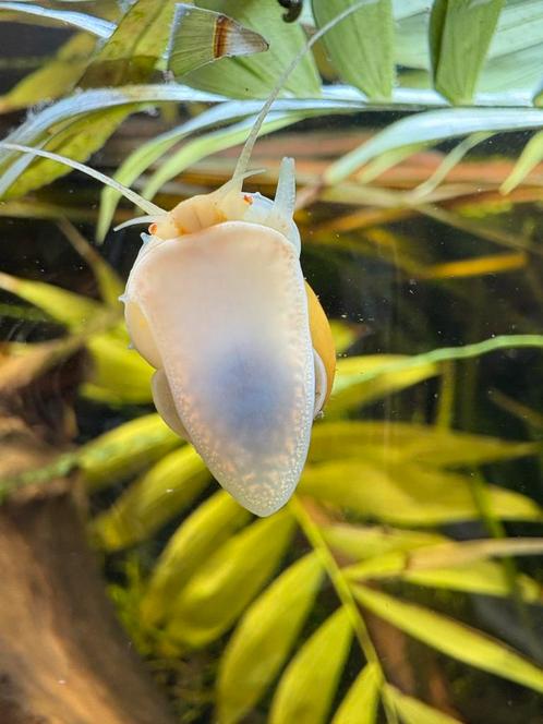Appelslak/mysterysnails, Dieren en Toebehoren, Vissen | Aquaria en Toebehoren, Nieuw, Overige typen, Ophalen