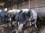 Dikbil stieren  BWB, Dieren en Toebehoren, Runderen, Meerdere dieren