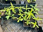 IJzerhard “Verbena bonariensis” vaste plant €1,5 per stuk, Tuin en Terras, Planten | Tuinplanten, Ophalen, Zomer, Overige soorten
