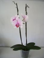 Orchidee Rose in Pot met Tak met Bloemen Anthurium, Huis en Inrichting, Kamerplanten, Ophalen, Overige soorten, Minder dan 100 cm
