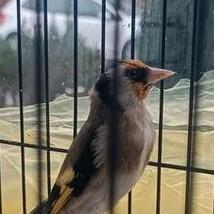 Orginele Putter, Dieren en Toebehoren, Vogels | Kanaries, Bastaard, Mannelijk