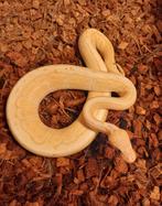 Python regius, Dieren en Toebehoren, Slang