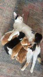 3 rode kittens - Gratis, Poes