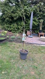 Walnotenboom., Ophalen, Overige soorten