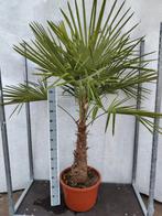 Trachycarpus fortunei Winterhard, Ophalen, Zomer, Volle zon, Palmboom