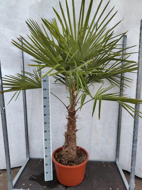 Trachycarpus fortunei Winterhard, Tuin en Terras, Planten | Bomen, Palmboom, Volle zon, Zomer, Ophalen