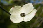 Cornus (nuttallii) 'Ascona' Grootbloemige kornoelje, eetbaar, Tuin en Terras, Ophalen of Verzenden, Overige soorten, Struik