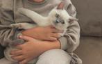 Britse Korthaar kitten kater met mooie blauwe ogen, Dieren en Toebehoren, Katten en Kittens | Raskatten | Korthaar, Kater, Ontwormd