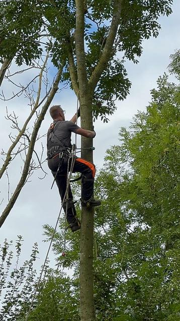 Bomenkap aangeboden! beschikbaar voor biedingen