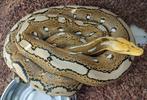 Orange ghost Retic vrouw, Slang