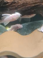Snowwhite Ancistrus te koop, Vis