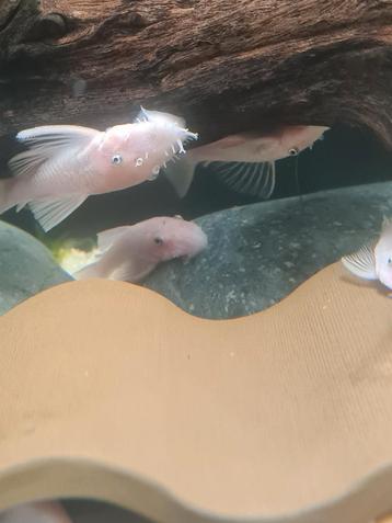 Snowwhite Ancistrus te koop  beschikbaar voor biedingen