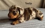 Blue Tan / choco Merle  / black and tan teckel pups, Dieren en Toebehoren, Honden | Teckels en Dashonden, België, Standaard, Particulier
