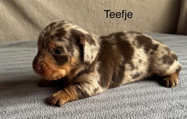 Blue Tan / choco Merle  / black and tan teckel pups, Dieren en Toebehoren, Honden | Teckels en Dashonden, Meerdere dieren, Korthaar