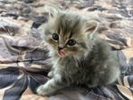 Raskittens, Dieren en Toebehoren, Katten en Kittens | Overige Katten, Kater, 0 tot 2 jaar