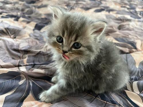 Raskittens, Dieren en Toebehoren, Katten en Kittens | Overige Katten, Kater, 0 tot 2 jaar