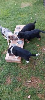 Puppybar, Dieren en Toebehoren, Ophalen of Verzenden, Anti-knoei, Zo goed als nieuw