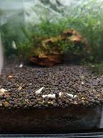 Crystal Black garnalen groep van 50 stuks, Kreeft, Krab of Garnaal, Zoetwatervis, Schoolvis