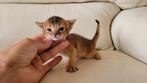 Raszuivere Abessijn kittens, Dieren en Toebehoren, Katten en Kittens | Raskatten | Korthaar, Meerdere dieren